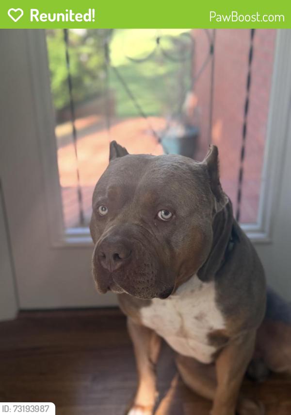 Reunited Male Dog last seen Startbucks Broad Street, Statesville, NC 28677