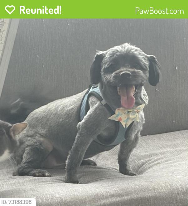 Reunited Male Dog last seen Colima and Hayward, Whittier, CA 90605