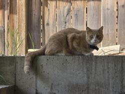 Found/Stray Unknown Cat last seen Near Kenneth D. Taylor school, Calgary, AB 
