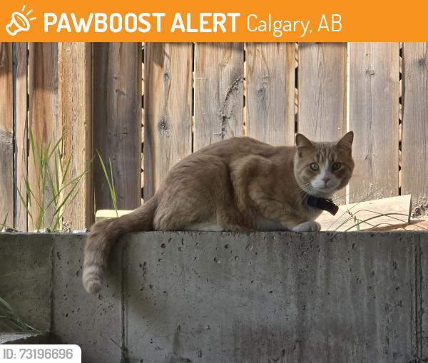 Found/Stray Unknown Cat last seen Near Kenneth D. Taylor school, Calgary, AB 