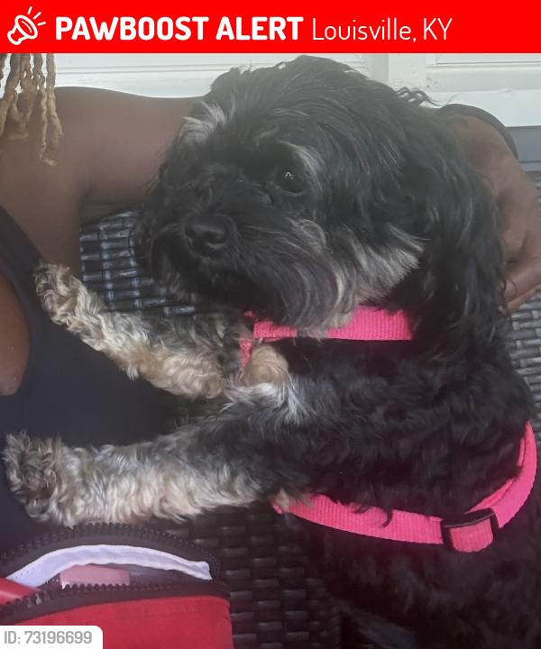 Lost Female Dog last seen Johnsontown, Louisville, KY 40272