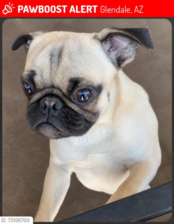 Lost Male Dog last seen 59th Ave and Bethany Home Rd, Glendale, AZ 85301