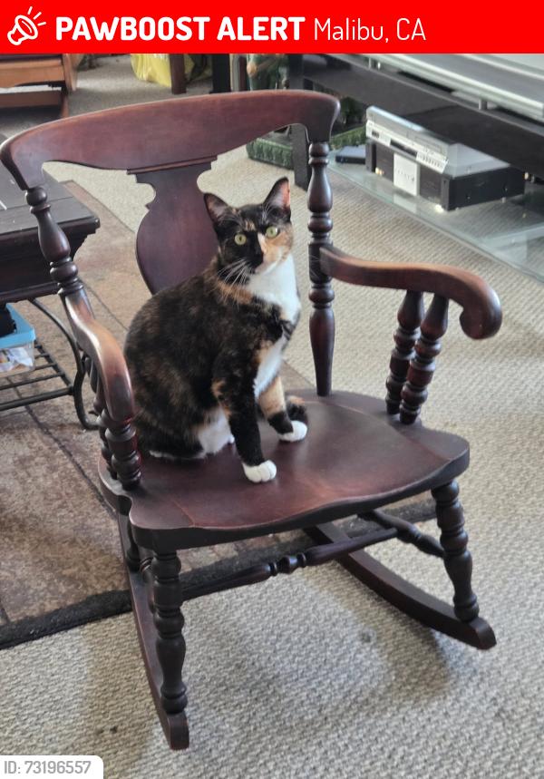 Lost Female Cat last seen Piuma and Cold Caynon, Malibu, CA 91302