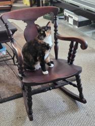 Lost Female Cat last seen Piuma and Cold Caynon, Malibu, CA 91302