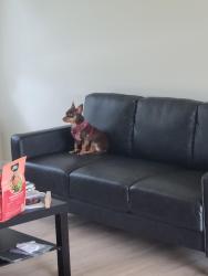 Reunited Female Dog last seen Waneta, Palm Bay, FL 32907