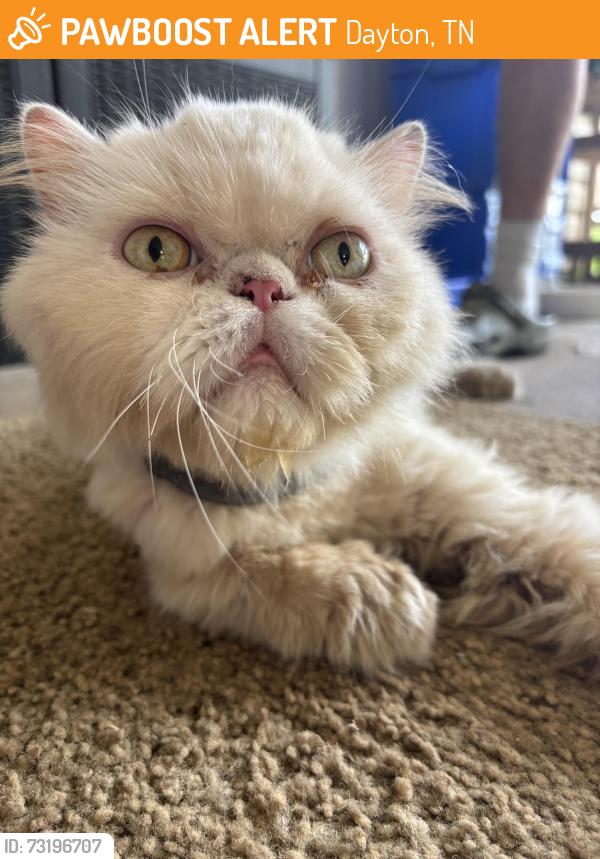 Found/Stray Unknown Cat last seen dayton, Dayton, TN 37321
