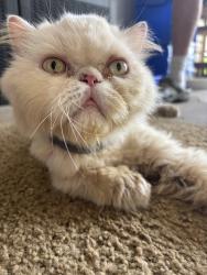 Found/Stray Unknown Cat last seen dayton, Dayton, TN 37321