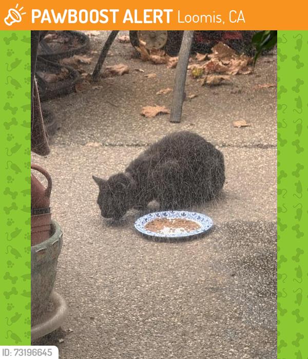 Found/Stray Unknown Cat last seen Sparas near Kathy Way, Loomis, CA, Loomis, CA 95650