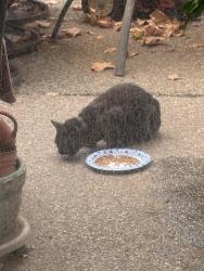 Found/Stray Unknown Cat last seen Sparas near Kathy Way, Loomis, CA, Loomis, CA 95650