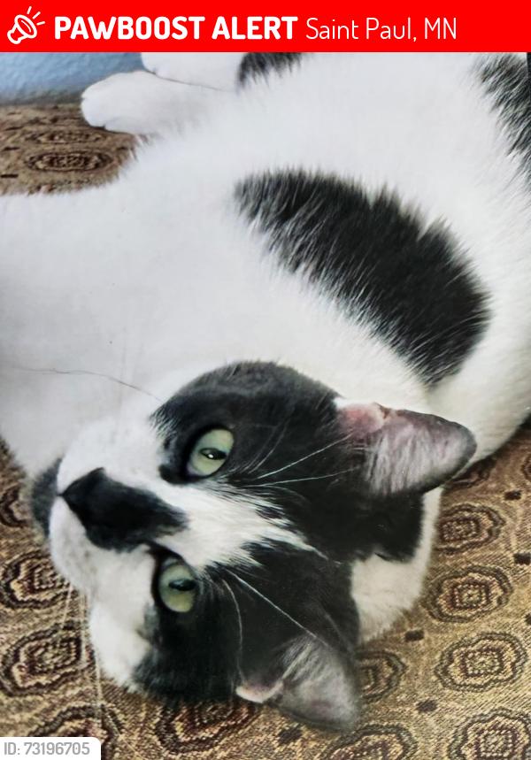 Lost Female Cat last seen Near California Ave. Saint Paul MN, Saint Paul, MN 55106