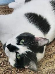 Lost Female Cat last seen Near California Ave. Saint Paul MN, Saint Paul, MN 55106