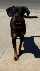 Found/Stray Male Dog last seen Richgrove Grove Dr in the same street from elementary school and post office, Richgrove, CA 93261