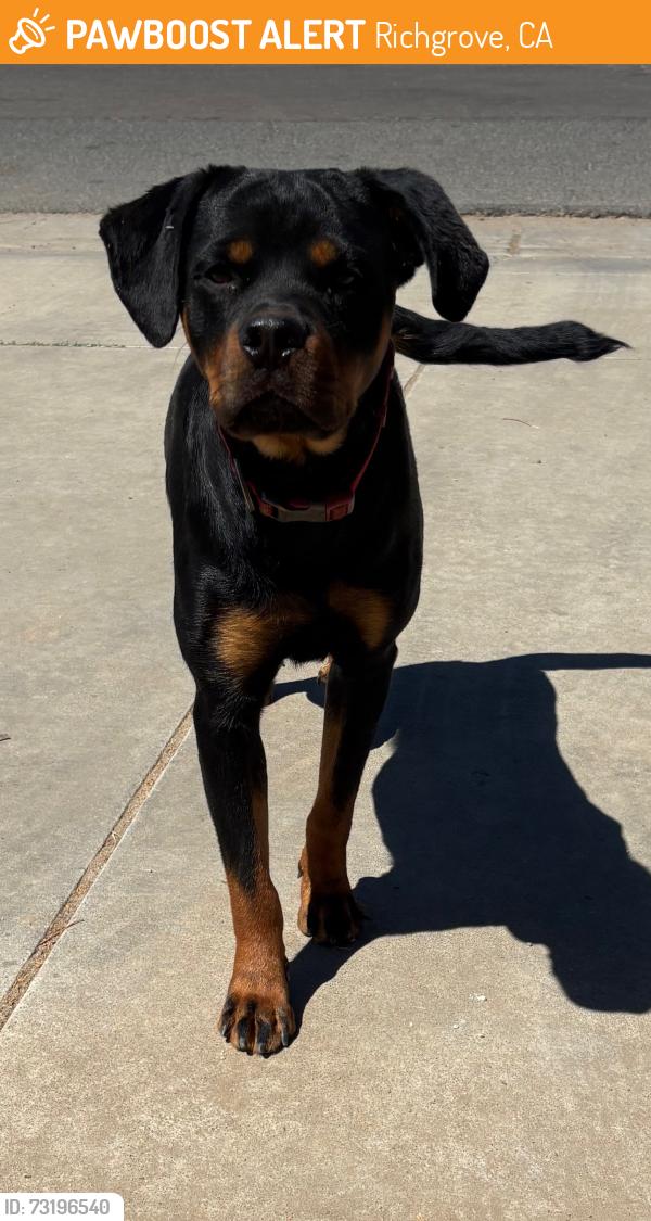 Found/Stray Male Dog last seen Richgrove Grove Dr in the same street from elementary school and post office, Richgrove, CA 93261