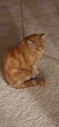 Lost Female Cat last seen Paraiso, Apple Valley, CA 92308
