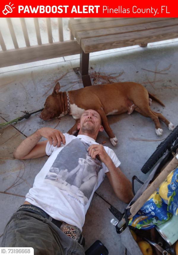 Lost Male Dog last seen 102nd four boys rd, Pinellas County, FL 33777