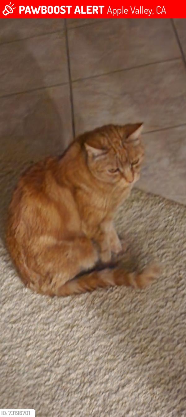 Lost Female Cat last seen Paraiso, Apple Valley, CA 92308