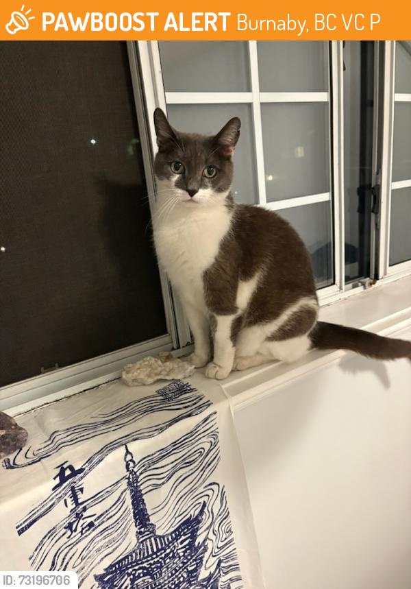 Found/Stray Unknown Cat last seen Francess Street and Ingleton Avenue, Burnaby, BC V5C 2P2