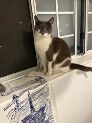 Found/Stray Unknown Cat last seen Francess Street and Ingleton Avenue, Burnaby, BC V5C 2P2