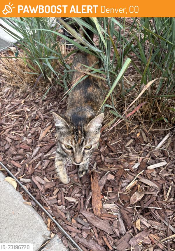 Found/Stray Unknown Cat last seen 35th and central park blvd, Denver, CO 80238