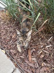 Found/Stray Unknown Cat last seen 35th and central park blvd, Denver, CO 80238
