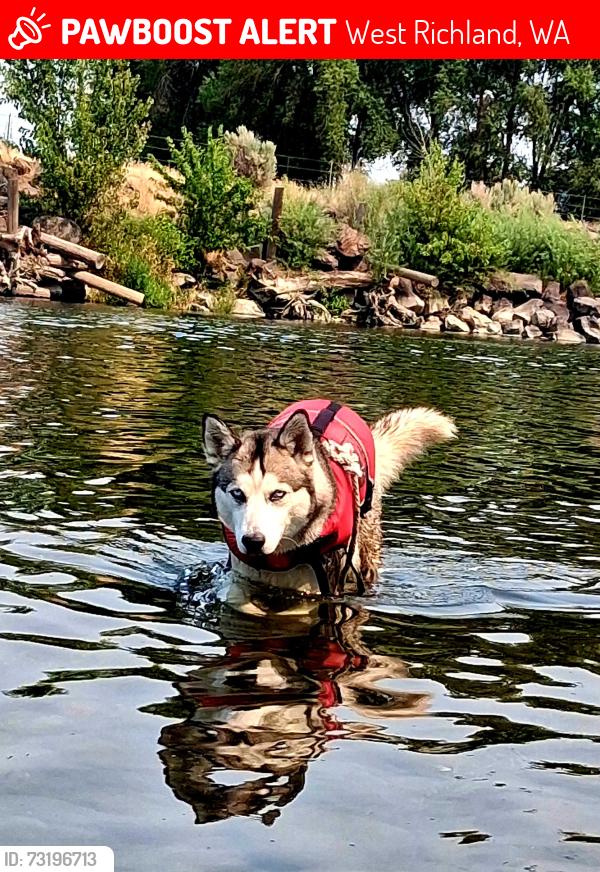 Lost Female Dog last seen Circle k, West Richland, WA 99353