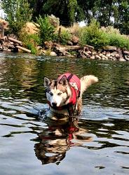Lost Female Dog last seen Circle k, West Richland, WA 99353