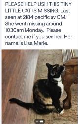 Reunited Female Cat last seen Pacific ave and Victoria, Costa Mesa, CA 92627