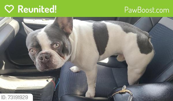 Reunited Male Dog last seen Morgan Trail Dr, Riverside, CA 92509, USA, Jurupa Valley, CA 92509