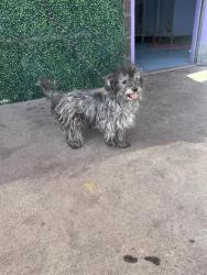 Shelter Stray Female Dog last seen Near Morehead, CITY of El Paso, TX, 5001 Fred Wilson Ave, El Paso, TX 79906, USA