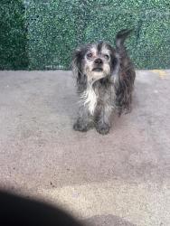 Shelter Stray Female Dog last seen Near Morehead, CITY of El Paso, TX, 5001 Fred Wilson Ave, El Paso, TX 79906, USA