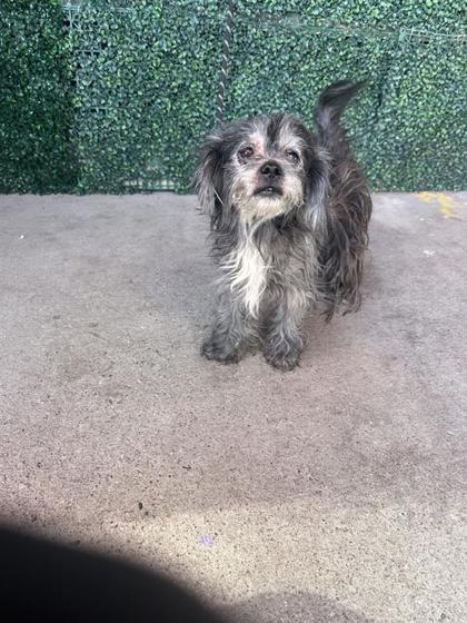 Shelter Stray Female Dog last seen Near Morehead, CITY of El Paso, TX, 5001 Fred Wilson Ave, El Paso, TX 79906, USA