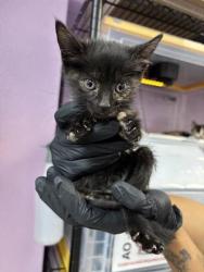 Shelter Stray Female Cat last seen Near E Paisano Dr, CITY of El Paso, TX, 5001 Fred Wilson Ave, El Paso, TX 79906, USA