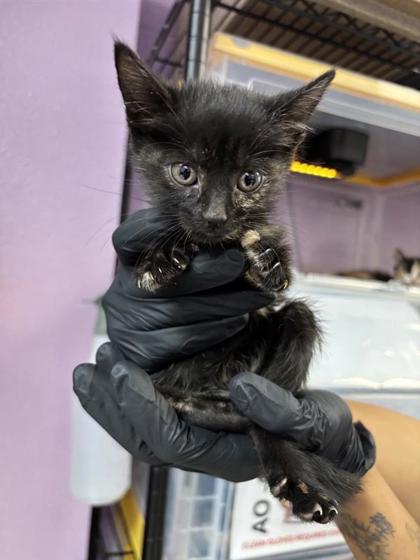 Shelter Stray Female Cat last seen Near E Paisano Dr, CITY of El Paso, TX, 5001 Fred Wilson Ave, El Paso, TX 79906, USA