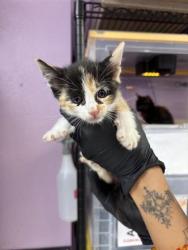 Shelter Stray Female Cat last seen Near E Paisano Dr, CITY of El Paso, TX, 5001 Fred Wilson Ave, El Paso, TX 79906, USA