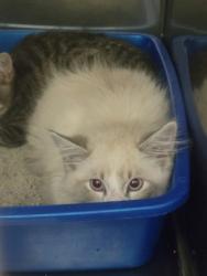Shelter Stray Unknown Cat last seen Timber Springs, Fishers City, IN, 10501 Hague Rd, Fishers, IN 46038, USA