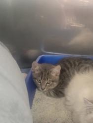 Shelter Stray Unknown Cat last seen Timber Springs, Fishers City, IN, 10501 Hague Rd, Fishers, IN 46038, USA