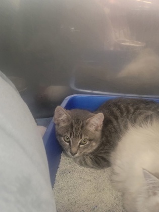 Shelter Stray Unknown Cat last seen Timber Springs, Fishers City, IN, 10501 Hague Rd, Fishers, IN 46038, USA