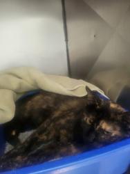 Shelter Stray Female Cat last seen Near Prairie Lakes Blvd, Noblesville City, IN, 10501 Hague Rd, Fishers, IN 46038, USA