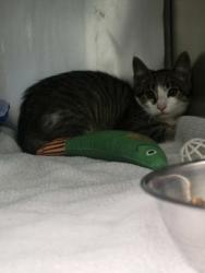 Shelter Stray Unknown Cat last seen Gaskin Way and 126th St, Carmel City, IN, 10501 Hague Rd, Fishers, IN 46038, USA