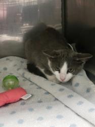 Shelter Stray Unknown Cat last seen Gaskin Way and 126th St, Carmel City, IN, 10501 Hague Rd, Fishers, IN 46038, USA