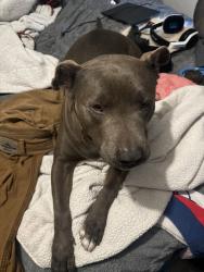 Reunited Male Dog last seen Near E Ave R 6, Palmdale, CA 93550, USA, Palmdale, CA 93550
