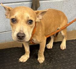 Shelter Stray Male Dog last seen Near Phillip Bradley Drive, 30038, GA, 3280 Chamblee Dunwoody Rd, Chamblee, GA 30341, USA