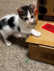 Shelter Stray Female Cat last seen Near Chamblee Dunwoody Rd, Chamblee, GA 30341, 30341, GA, 3280 Chamblee Dunwoody Rd, Chamblee, GA 30341, USA