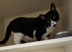 Shelter Stray Male Cat last seen Near Peachtree Industrial Blvd, Chamblee, GA 30341, 30341, GA, 3280 Chamblee Dunwoody Rd, Chamblee, GA 30341, USA