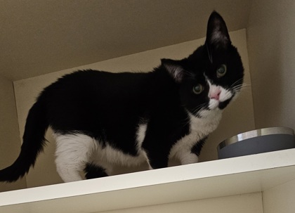 Shelter Stray Male Cat last seen Near Peachtree Industrial Blvd, Chamblee, GA 30341, 30341, GA, 3280 Chamblee Dunwoody Rd, Chamblee, GA 30341, USA