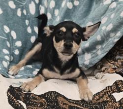 Shelter Stray Male Dog last seen Near Walnut Dr, County, CA, 3000 Gibson St, Bakersfield, CA 93308, USA