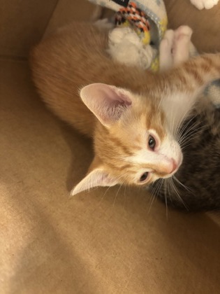 Shelter Stray Male Cat last seen Near Burre Lane SW, Atlanta, GA, 1251 Fulton Industrial Blvd NW, Atlanta, GA 30336, USA