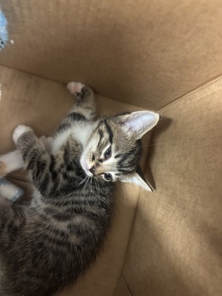 Shelter Stray Male Cat last seen Near Burre Lane SW, Atlanta, GA, 1251 Fulton Industrial Blvd NW, Atlanta, GA 30336, USA