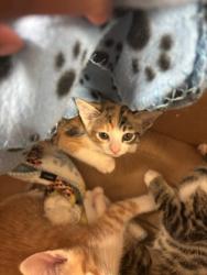 Shelter Stray Female Cat last seen Near Burre Lane SW, Atlanta, GA, 1251 Fulton Industrial Blvd NW, Atlanta, GA 30336, USA