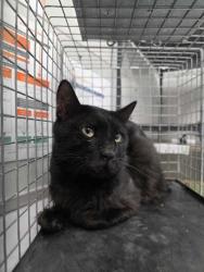 Shelter Stray Male Cat last seen Near Kerr Road, Sevier County ACO, TN, 1008 Old Knoxville Hwy, Sevierville, TN 37862, USA